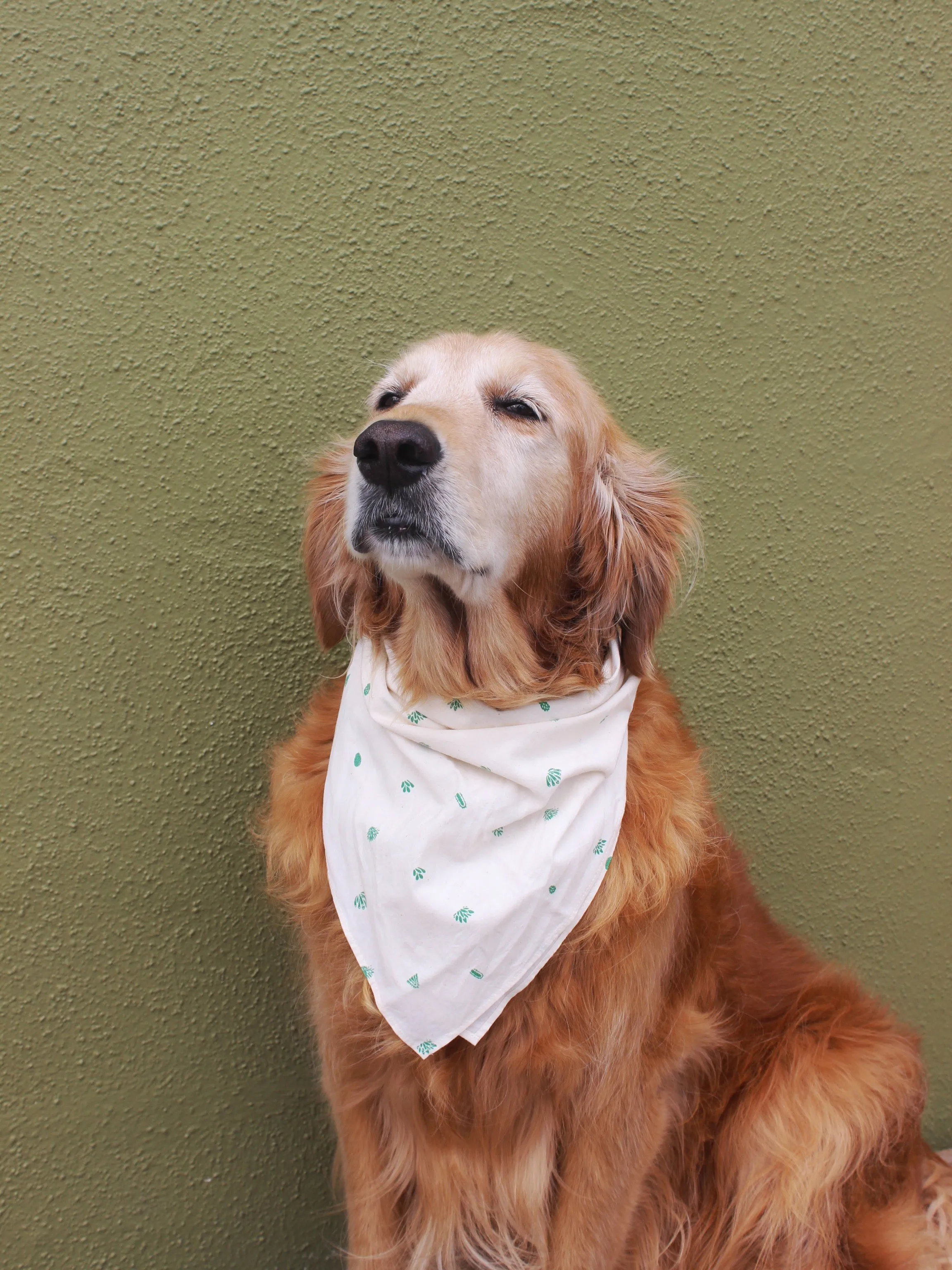 Mollusk Bandana